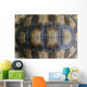Closeup Turtle Shell Wall Decal