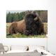 Natural Close-up Photo Big Wall Decal