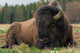 Natural Close-up Photo Big Wall Decal