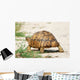 Leopard Turtle Wall Decal