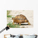Leopard Turtle Wall Decal