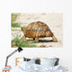 Leopard Turtle Wall Decal