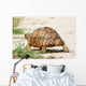 Leopard Turtle Wall Decal