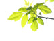 Green Foliage Branch Wall Decal