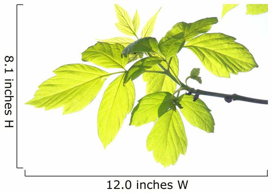 Green Foliage Branch Wall Decal