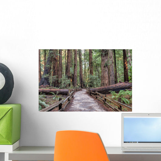 Muir Woods National Monument Hiking Path Wall Mural
