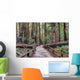 Muir Woods National Monument Hiking Path Wall Mural