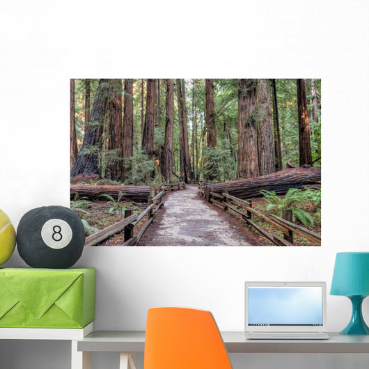 Muir Woods National Monument Hiking Path Wall Mural