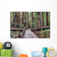 Muir Woods National Monument Hiking Path Wall Mural