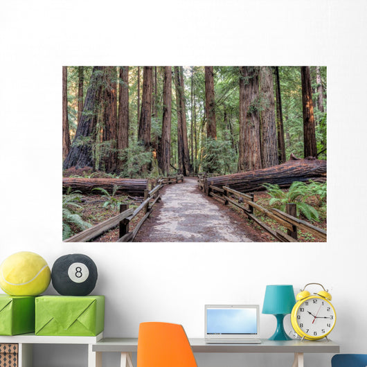 Muir Woods National Monument Hiking Path Wall Mural