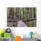 Muir Woods National Monument Hiking Path Wall Mural