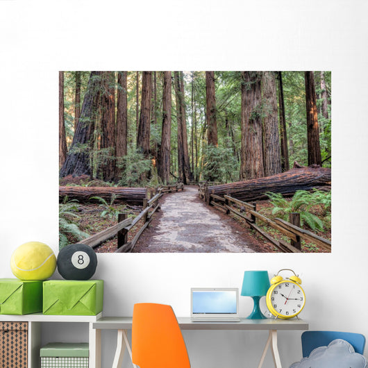 Muir Woods National Monument Hiking Path Wall Mural