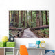 Muir Woods National Monument Hiking Path Wall Mural