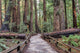 Muir Woods National Monument Hiking Path Wall Mural