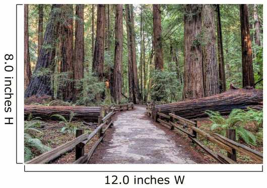 Muir Woods National Monument Hiking Path Wall Mural