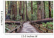 Muir Woods National Monument Hiking Path Wall Mural