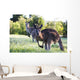 Kangaroos in the bush Wall Mural