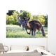 Kangaroos in the bush Wall Mural