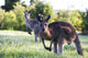 Kangaroos in the bush Wall Mural