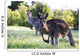 Kangaroos in the bush Wall Mural