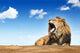 roaring lion Wall Decal