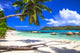 Pure Tropics White Sand Wall Decal