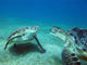 Sea turtles underwater Wall Decal