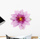 Beautiful purple lotus Wall Decal