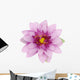 Beautiful purple lotus Wall Decal
