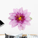 Beautiful purple lotus Wall Decal