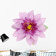 Beautiful purple lotus Wall Decal