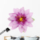 Beautiful purple lotus Wall Decal