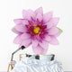Beautiful purple lotus Wall Decal