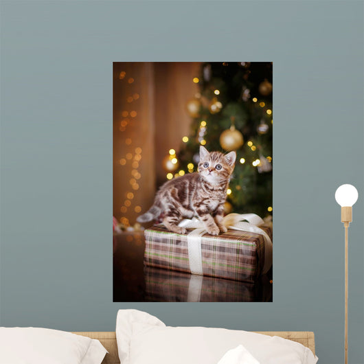 British kitten, Christmas and New Year Wall Decal