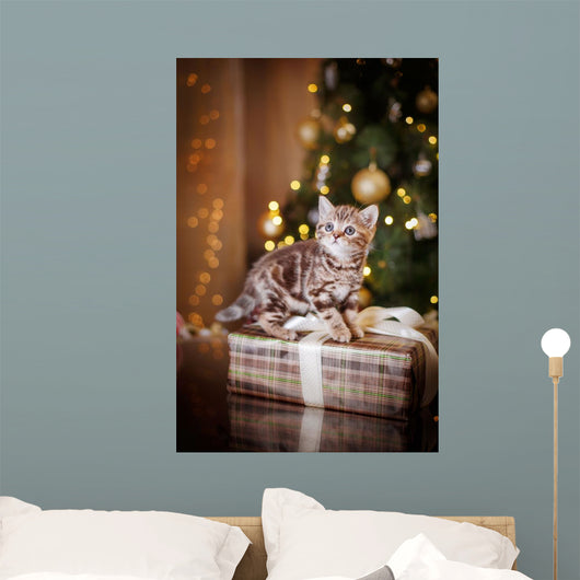 British kitten, Christmas and New Year Wall Decal