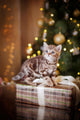 British kitten, Christmas and New Year Wall Decal