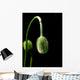 poppy seed Wall Decal