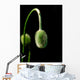 poppy seed Wall Decal