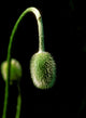 poppy seed Wall Decal