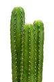 Group of San Pedro cacti (Echinopsis pachanoi) Wall Decal