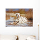 Dalmatian Dog Outdoors Winter Wall Decal