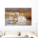 Dalmatian Dog Outdoors Winter Wall Decal