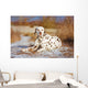 Dalmatian Dog Outdoors Winter Wall Decal