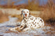 Dalmatian Dog Outdoors Winter Wall Decal