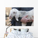 Lamb with Shepherd Wall Decal