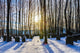 Bavarian Jewish Forest Graveyard Wall Decal