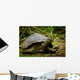 Galapagos Turtle Floreana Island Wall Decal