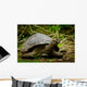 Galapagos Turtle Floreana Island Wall Decal