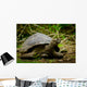 Galapagos Turtle Floreana Island Wall Decal
