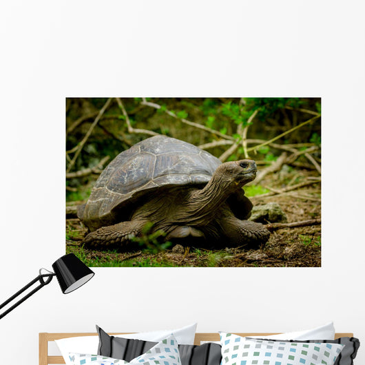 Galapagos Turtle Floreana Island Wall Decal